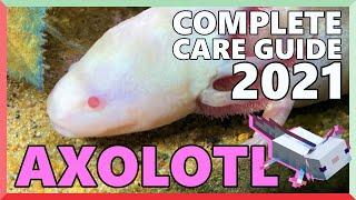 Complete Axolotl Care Guide - 2021 Edition
