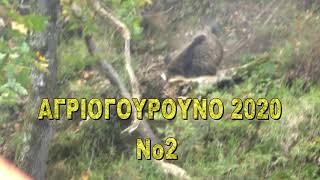 ΑΓΡΙΟΓΟΥΡΟΥΝΟ 2020 No2 WILD BOAR 2020 (ΠΑΤΗΣΤΕ ΕΓΓΡΑΦΗ)