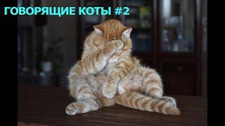 Говорящие коты # 2, приколы с котами, подборка смешных котов, которые говорят как люди