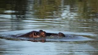 What Sound Does a Hippo Make?