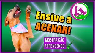 Como ensinar o cachorro a ACENAR!