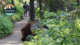 Bear Crosses Our Path in Glacier National Park!