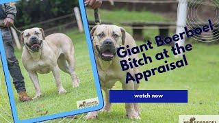 Giant Boerboel bitch at the appraisals.