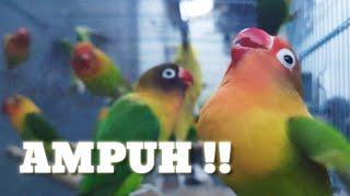 Pancingan Lovebird Paud Manapun Pasti Langsung Nyaut Ngekek Panjang