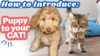 How we introduced our puppy to cat Tips that actually work! 