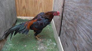 Thai Game Fowl Rooster/qaib thaib ncaws zoo