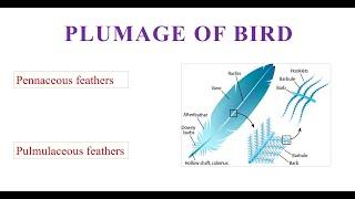 Plumage of Birds