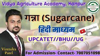 गन्ना (Sugarcane)//Virendra Patel//Vidya Agriculture Academy//Kanpur