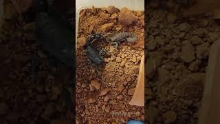 Arabian Fat-tailed Scorpion (Androctonus crassicauda) courtship