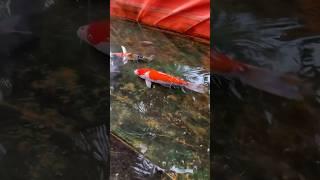 BELI IKAN KOI JUMBO #koi #ikanhias #short #viral