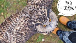 Eagle owl Yoll kick me away: - Go away and don't come back without tasty and respect!