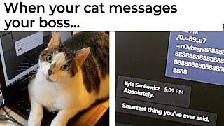 Cat Memes