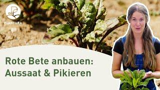 Rote Bete anpflanzen: Aussaat & pikieren (Anleitung)