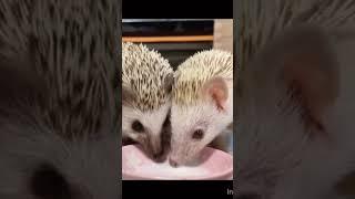 #Daurian hedgehog#European #hedgehog#Domesticated #hedgehog#Porcupine#Four-#toed #hedgehog