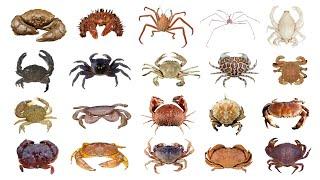  Different Types Of Crab | Species Of Crab | PART 1