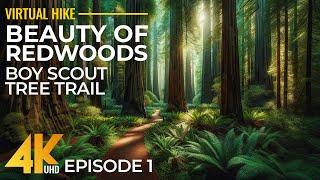 4K Relaxing Forest Walk in the Redwoods with Birds Sounds - Hiking on Boy Scout Tree Trail - Part 1