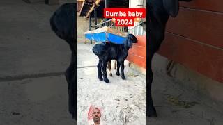 #sheep #авган #арашан #гиссар #кой #trending #goat #funny#remix#animals #shorts#viral#youtubeshorts