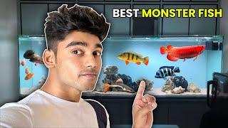 Best Monster Fish For Your Aquarium | My Opinion on Monster Fishes!!