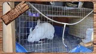 When to Start Breeding Your Rabbits