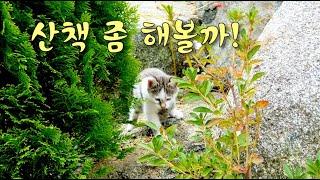 집앞마당, 텃밭이 냥이 놀이터| 아기고양이 재롱 | 애교쟁이 고양이 | 장난꾸러기 냥이 |냥이 장난치기