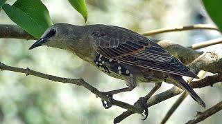 Fat Ball Mystery Solved! Garden Bird Watching in July