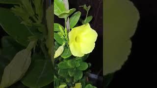 মুগ্ধতায় অলকানন্দার শোভা ... #porikram #flower