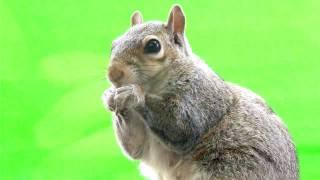 Shake Compositing Test - Squirrel eats Something