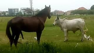 Horse and cow mating, never seen anything like that