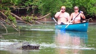 Remote Controlled Alligator Prank Just For Laughs