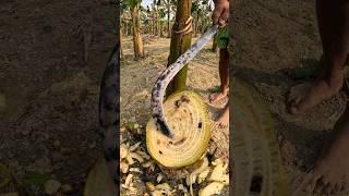 banana tree satisfy cutting, 5 #satisfying #asmr #shorts #trending