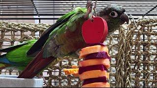 conure parakeet sounds for relaxation