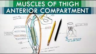 Muscles of the Thigh - Anterior Compartment | Anatomy Tutorial
