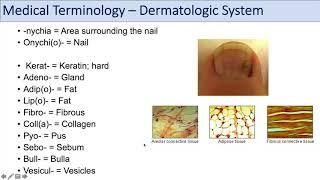 Medical Terminology | Lesson 10 | Skin and Skin Conditions (Dermatology)