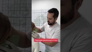 Нарушен венозный отток от головы, как восстановить?