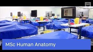 Study our MSc Human Anatomy