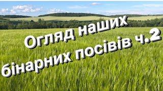 Бінарний посів гороху і ячменю ч.2