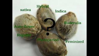 All about cannabis seeds. Watch before you buy!