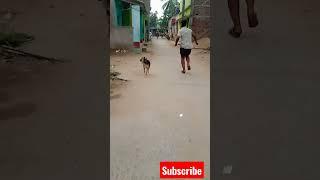 shorts video/dog running/mr keshab/