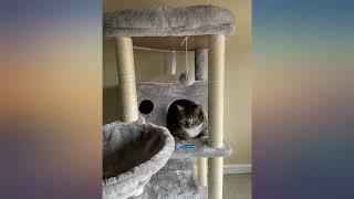 Hey-brother Cat Tree,Multi-Level Cat Condo for Large Cat Tower Furniture with review