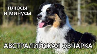 АВСТРАЛИЙСКАЯ ОВЧАРКА. Плюсы и минусы породы аусси AUSTRALIAN SHEPHERD