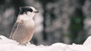 The Gray Jay - Canada's National Bird