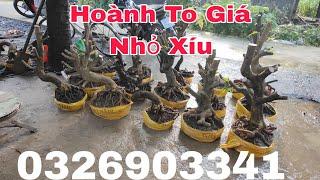 25-09-2024Mai Vàng Trọng Hoàng 0326903341xin giao lưu cùng cô chú anh chị em ạ