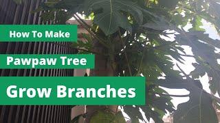 How To Make Pawpaw Tree Grow Multiple Branches
