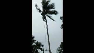 Menebang pohon kelapa jatuh