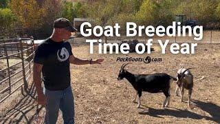 Strategies For Goat Breeding Time of Year