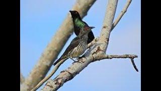 BURUNG COCAK KELING DI ALAM/Aplonis panayensis