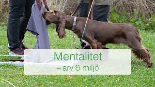 Mentalitet – arv och miljö