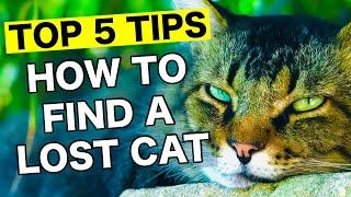 Missing Cat: Pet Detective's Top 5 Search Tips on What do First