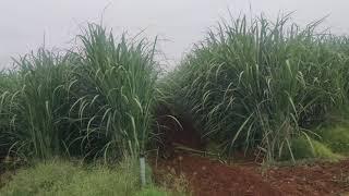 sugarcane variety co 212