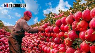 How Are 100 Million Tons Of Apples Harvested - Agriculture Technology